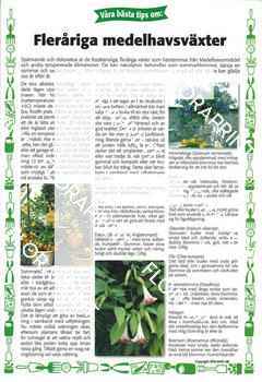 23. Fleråriga frostkänsliga medelhavsväxter