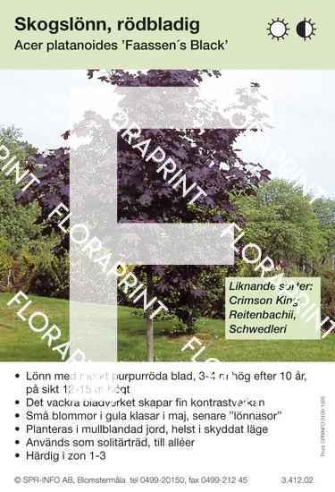 Acer platanoides Faasens Black (sorter)