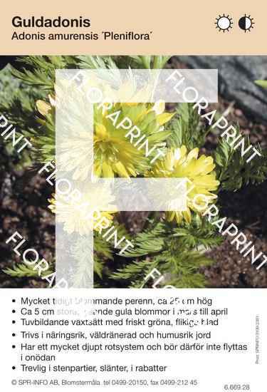 Adonis amurensis Pleniflora