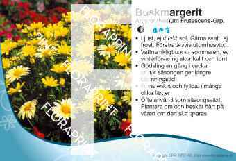 Argyranthemum Frutescens-Grp.