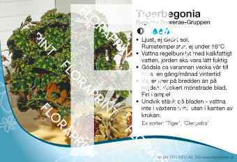 Begonia Bowerae-Gruppen