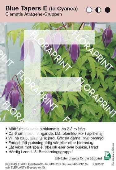 Clematis Blue Tapers (fd Cyanea) E