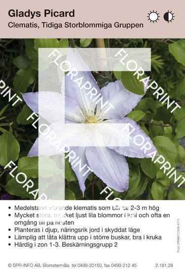 Clematis Gladys Picard