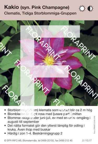Clematis Kakio (syn Pink Champagne)