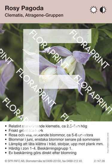 Clematis Rosy Pagoda