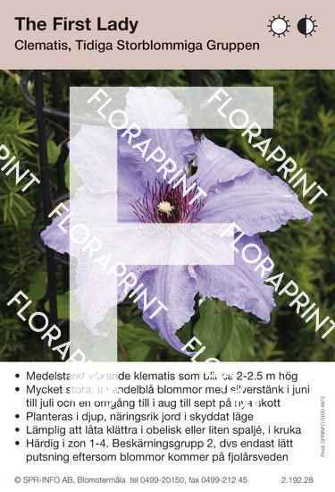 Clematis The First Lady