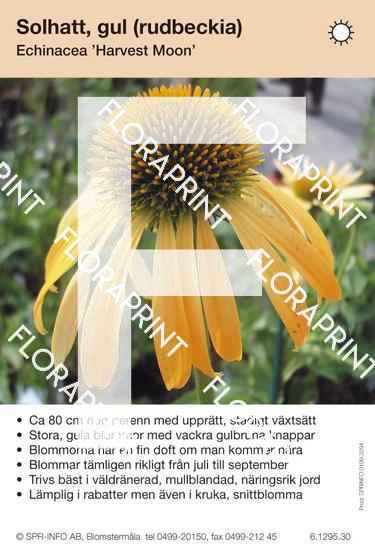 Echinacea Harvest Moon – Floraprint —  SPR Info