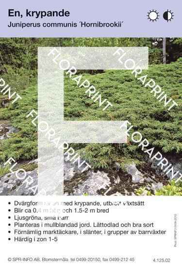 Juniperus com Hornibrookii