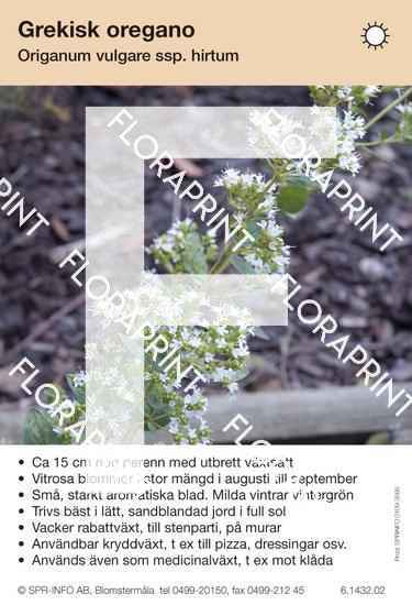 Origanum vulgare ssp hirtum