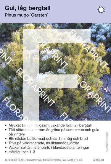 Pinus mugo Carsten