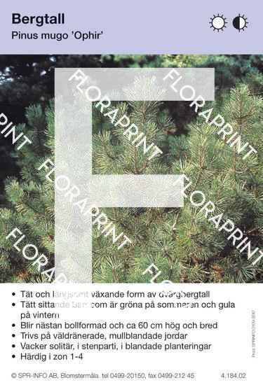 Pinus mugo Ophir