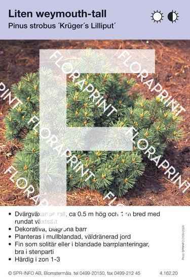 Pinus strobus Krügers Lilliput