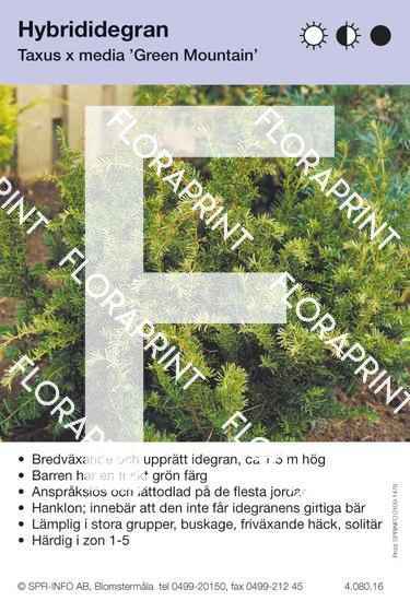 Barrväxter – Sida 2 – Floraprint — f.d SPR Info